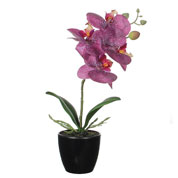 Plante Artificielle - Phalaenopsis Violet - MICA